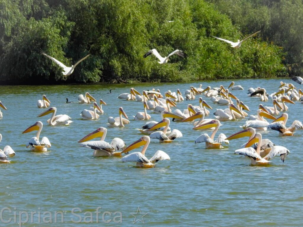 Discover the Danube Delta: Tours, Trips & Birdwatching Adventures danube delta tours